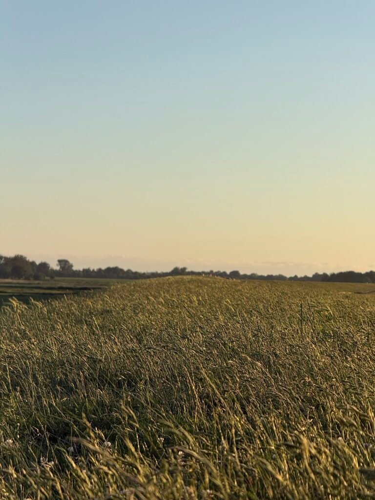 Img 2606 768x1024