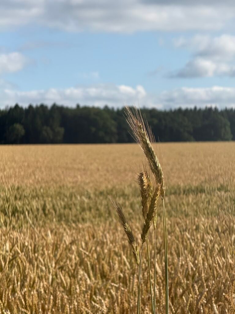 Img 2656 768x1024